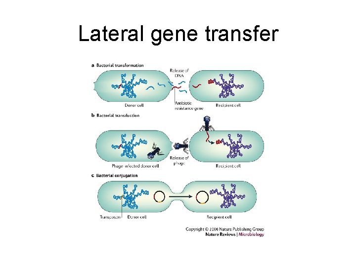 Lateral gene transfer 