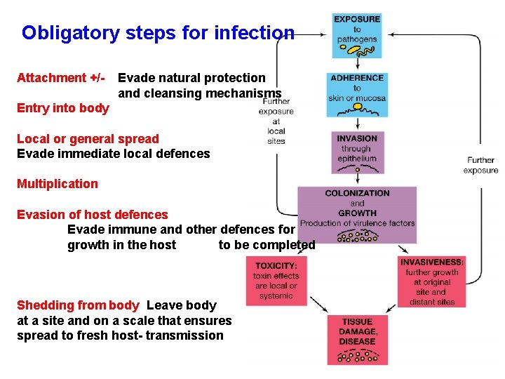 Obligatory steps for infection Attachment +/- Evade natural protection and cleansing mechanisms Entry into