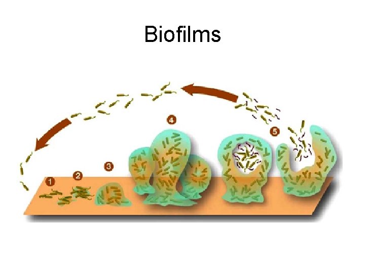 Biofilms 