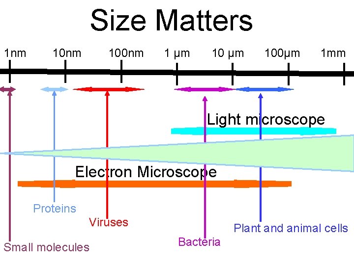 Size Matters 1 nm 100 nm 1 µm 100µm 1 mm Light microscope Electron