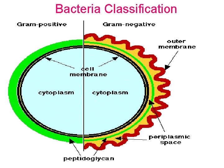 Bacteria Classification 