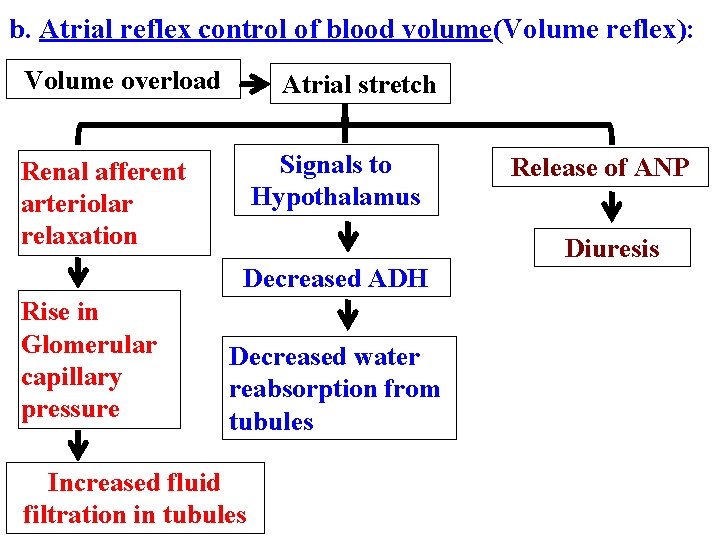 b. Atrial reflex control of blood volume(Volume reflex): Volume overload Atrial stretch Signals to