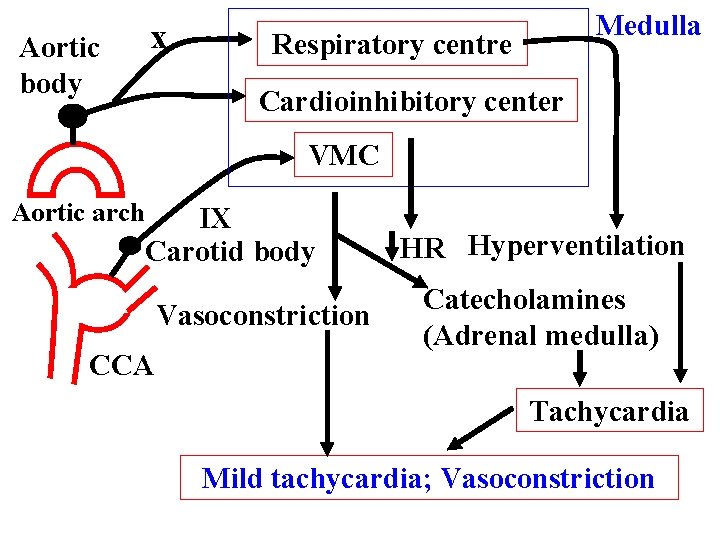 Aortic body x Medulla Respiratory centre Cardioinhibitory center VMC Aortic arch IX Carotid body