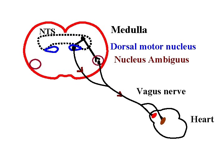 NTS Medulla Dorsal motor nucleus Nucleus Ambiguus Vagus nerve Heart 