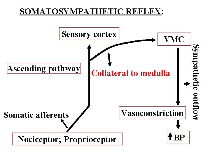 SOMATOSYMPATHETIC REFLEX: Sensory cortex Collateral to medulla Somatic afferents Nociceptor; Proprioceptor Vasoconstriction BP Sympathetic