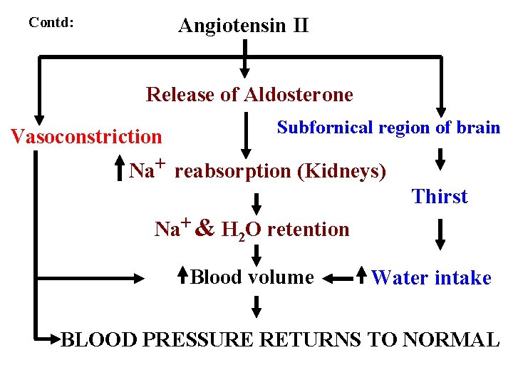 Angiotensin II Contd: Release of Aldosterone Vasoconstriction Subfornical region of brain Na+ reabsorption (Kidneys)