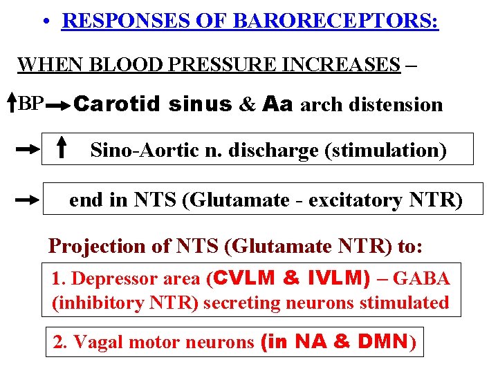  • RESPONSES OF BARORECEPTORS: WHEN BLOOD PRESSURE INCREASES – BP Carotid sinus &