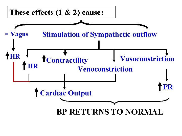 These effects (1 & 2) cause: - Vagus HR HR Stimulation of Sympathetic outflow