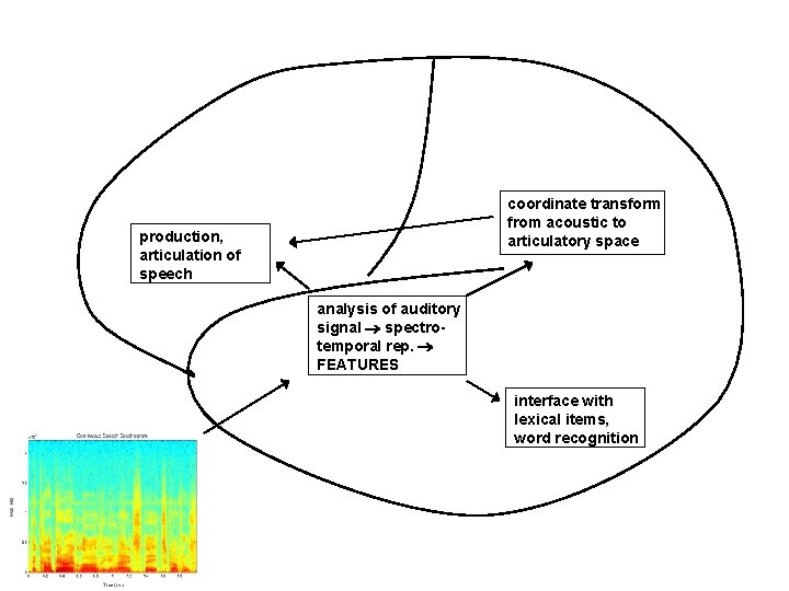 coordinate transform from acoustic to articulatory space production, articulation of speech analysis of auditory