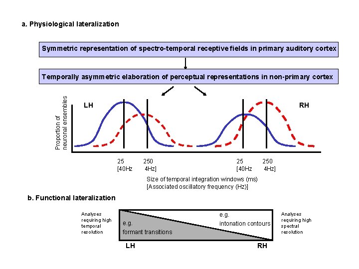 a. Physiological lateralization Symmetric representation of spectro-temporal receptive fields in primary auditory cortex Proportion