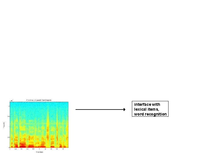 interface with lexical items, word recognition 