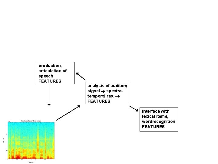 production, articulation of speech FEATURES analysis of auditory signal spectrotemporal rep. FEATURES interface with