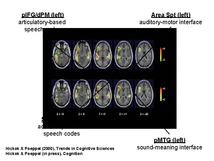 p. IFG/d. PM (left) articulatory-based speech codes STG (bilateral) acoustic-phonetic speech codes Hickok &