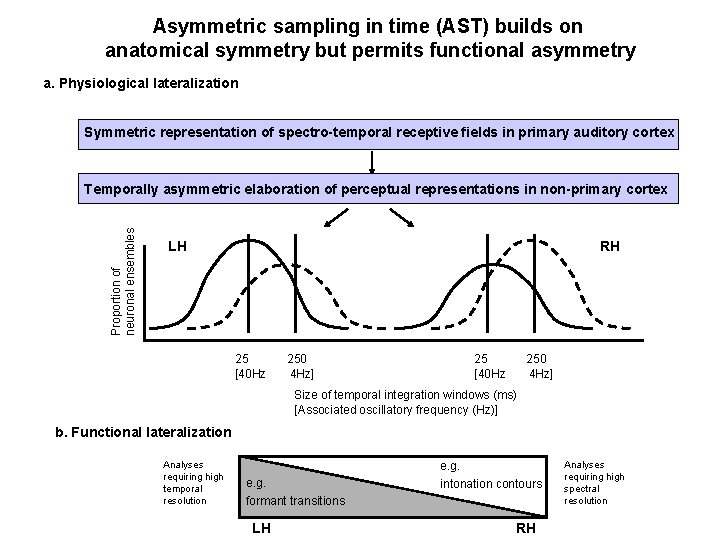 Asymmetric sampling in time (AST) builds on anatomical symmetry but permits functional asymmetry a.