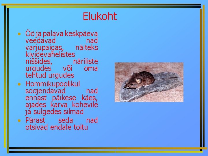 Elukoht • Öö ja palava keskpäeva veedavad nad varjupaigas, näiteks kividevahelistes niššides, näriliste urgudes