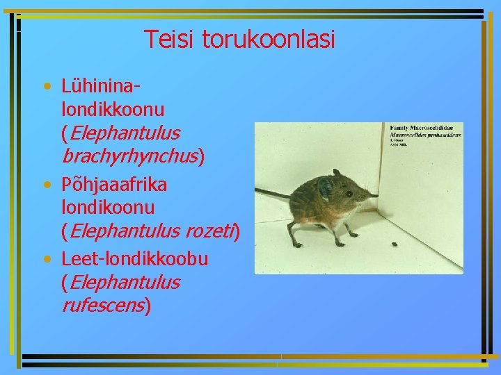 Teisi torukoonlasi • Lühininalondikkoonu (Elephantulus brachyrhynchus) • Põhjaaafrika londikoonu (Elephantulus rozeti) • Leet-londikkoobu (Elephantulus