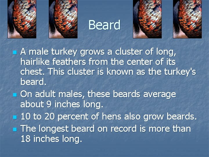 Beard n n A male turkey grows a cluster of long, hairlike feathers from