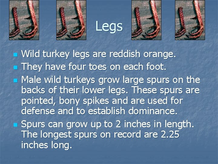 Legs n n Wild turkey legs are reddish orange. They have four toes on