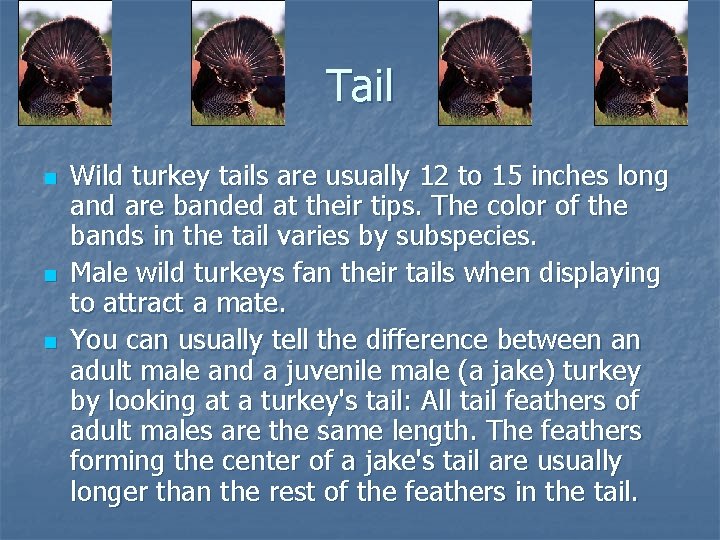 Tail n n n Wild turkey tails are usually 12 to 15 inches long