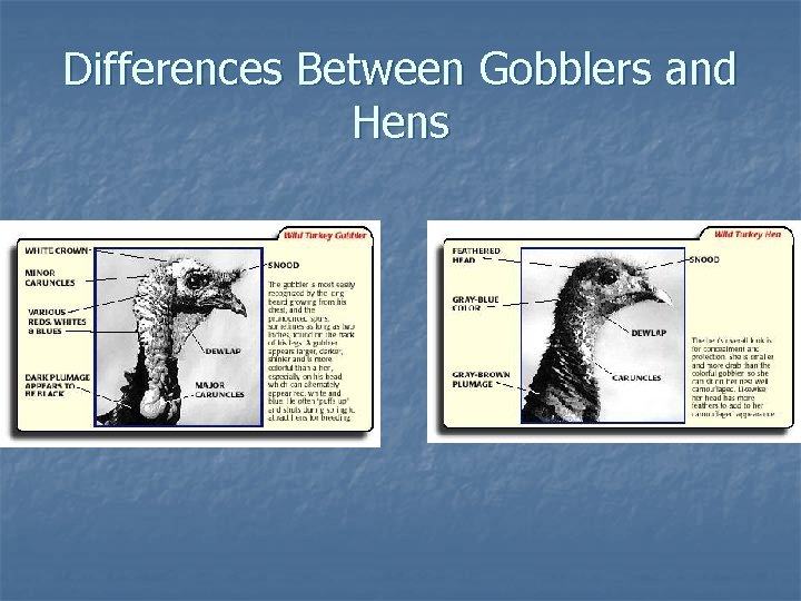 Differences Between Gobblers and Hens 