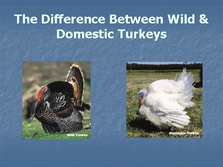 The Difference Between Wild & Domestic Turkeys 