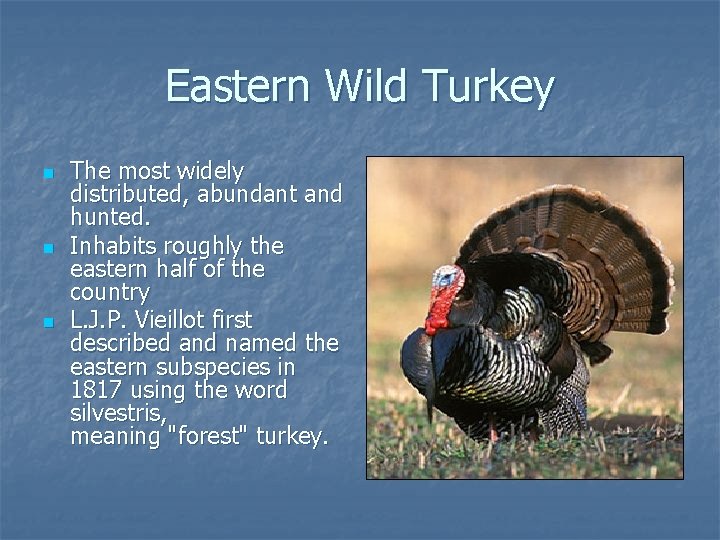 Eastern Wild Turkey n n n The most widely distributed, abundant and hunted. Inhabits