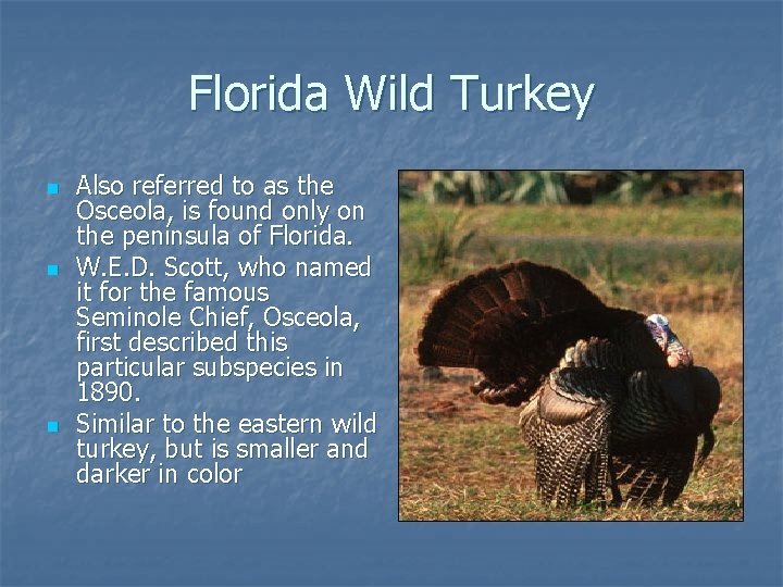 Florida Wild Turkey n n n Also referred to as the Osceola, is found