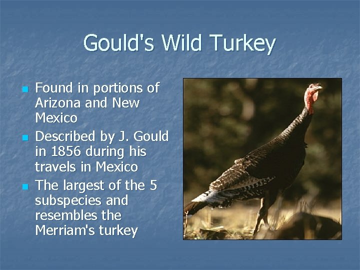 Gould's Wild Turkey n n n Found in portions of Arizona and New Mexico