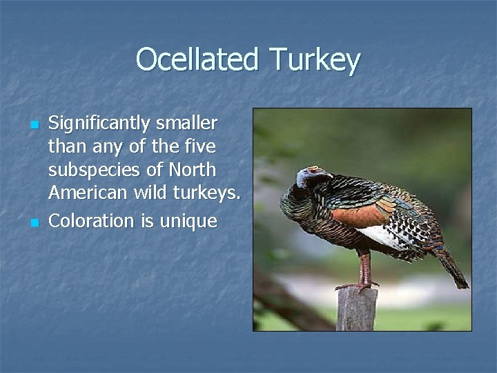 Ocellated Turkey n n Significantly smaller than any of the five subspecies of North
