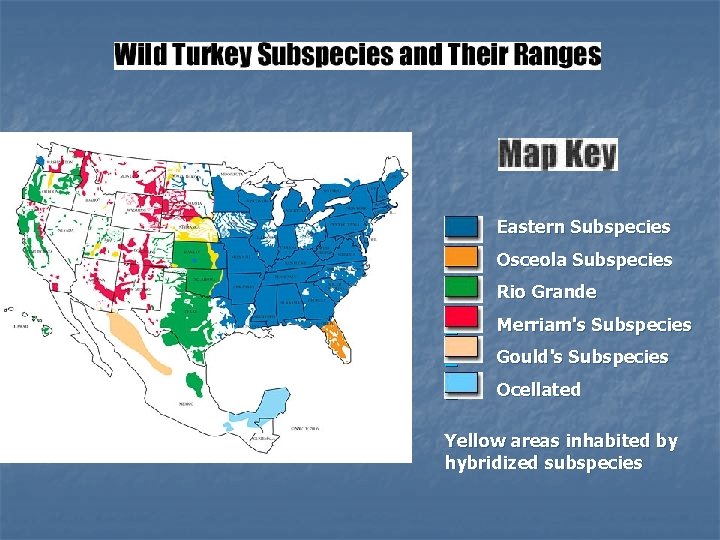  Eastern Subspecies Osceola Subspecies Rio Grande Merriam's Subspecies Gould's Subspecies Ocellated Yellow areas