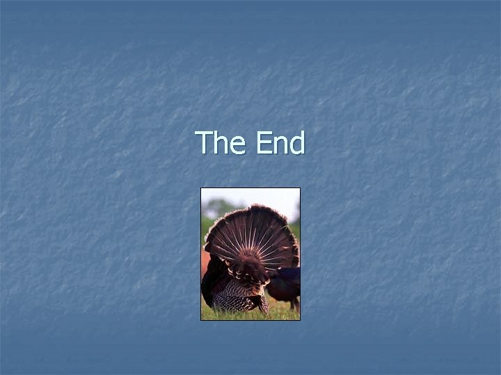 The End 