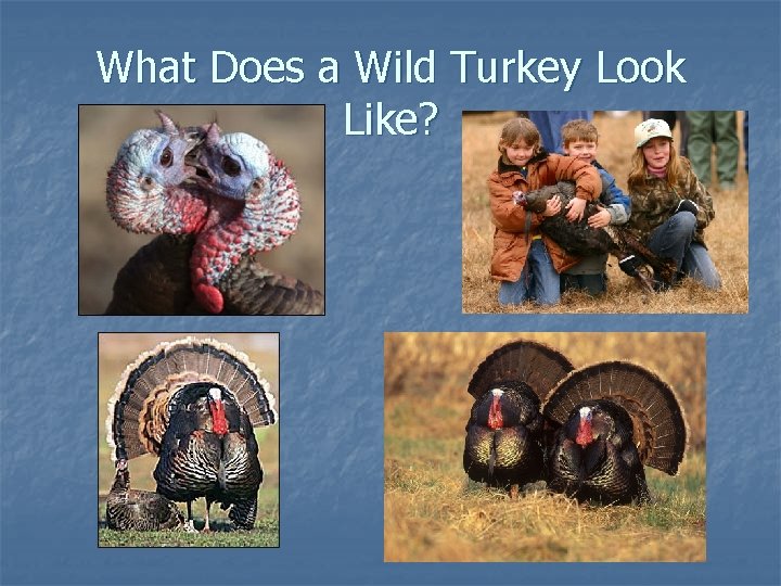 What Does a Wild Turkey Look Like? 