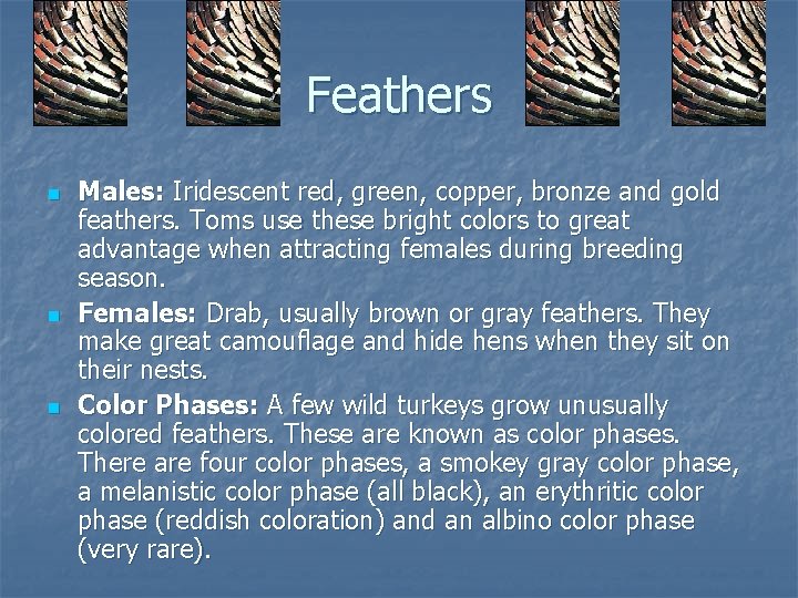 Feathers n n n Males: Iridescent red, green, copper, bronze and gold feathers. Toms