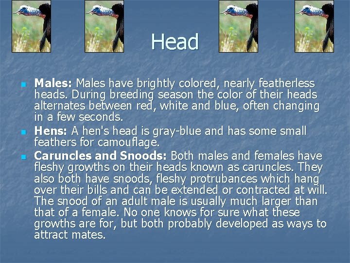 Head n n n Males: Males have brightly colored, nearly featherless heads. During breeding