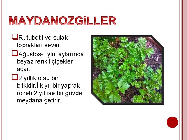 q. Rutubetli ve sulak toprakları sever. q. Ağustos-Eylül aylarında beyaz renkli çiçekler açar. q