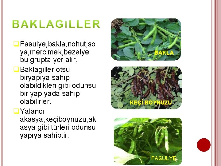 q. Fasulye, bakla, nohut, so ya, mercimek, bezelye bu grupta yer alır. q. Baklagiller