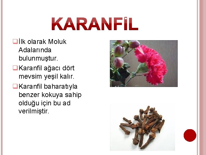 qİlk olarak Moluk Adalarında bulunmuştur. q. Karanfil ağacı dört mevsim yeşil kalır. q. Karanfil