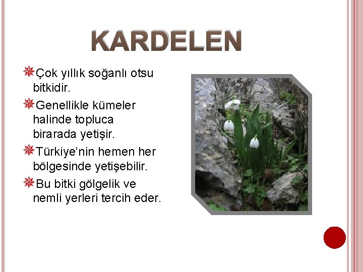 KARDELEN Çok yıllık soğanlı otsu bitkidir. Genellikle kümeler halinde topluca birarada yetişir. Türkiye’nin hemen