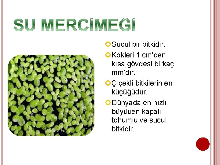  Sucul bir bitkidir. Kökleri 1 cm’den kısa, gövdesi birkaç mm’dir. Çiçekli bitkilerin en