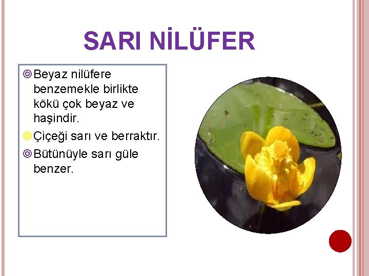 SARI NİLÜFER Beyaz nilüfere benzemekle birlikte kökü çok beyaz ve haşindir. Çiçeği sarı ve