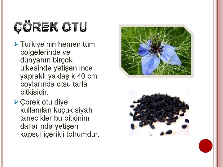 ÇÖREK OTU Ø Türkiye’nin hemen tüm bölgelerinde ve dünyanın birçok ülkesinde yetişen ince yapraklı,