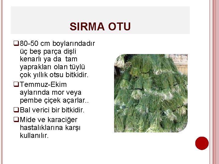 SIRMA OTU q 80 -50 cm boylarındadır üç beş parça dişli kenarlı ya da