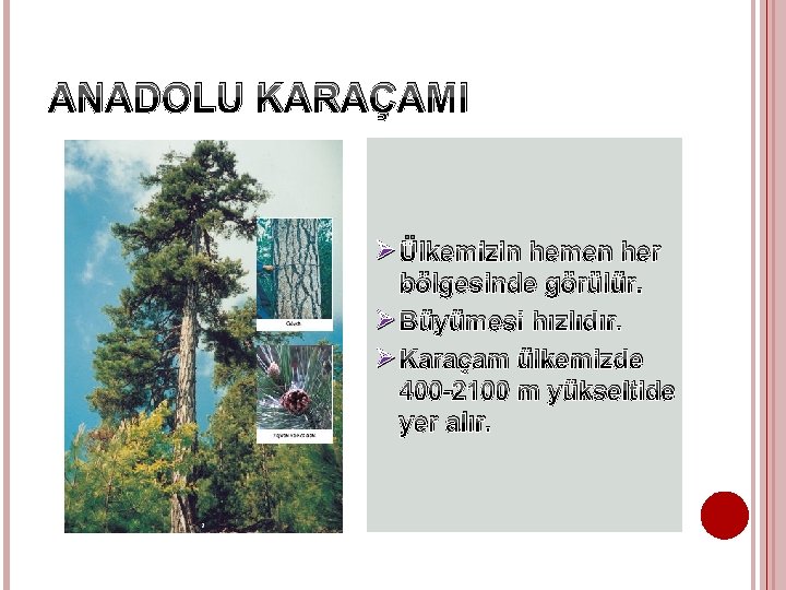 ANADOLU KARAÇAMI Ø Ülkemizin hemen her bölgesinde görülür. Ø Büyümesi hızlıdır. Ø Karaçam ülkemizde