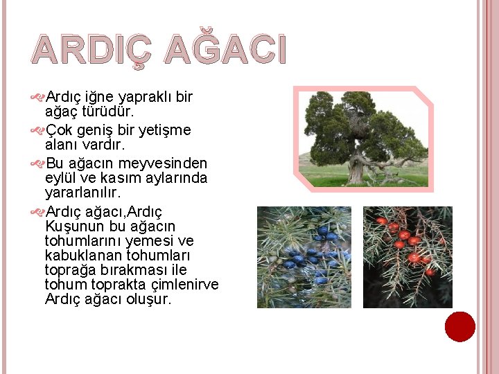 ARDIÇ AĞACI Ardıç iğne yapraklı bir ağaç türüdür. Çok geniş bir yetişme alanı vardır.