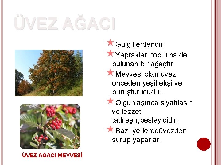 ÜVEZ AĞACI Gülgillerdendir. Yaprakları toplu halde bulunan bir ağaçtır. Meyvesi olan üvez önceden yeşil,