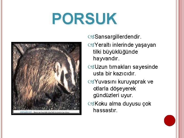 PORSUK Sansargillerdendir. Yeraltı inlerinde yaşayan tilki büyüklüğünde hayvandır. Uzun tırnakları sayesinde usta bir kazıcıdır.