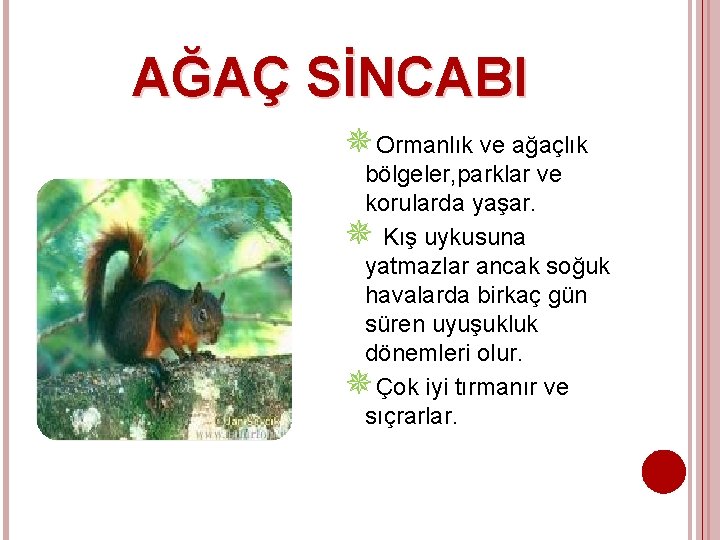 AĞAÇ SİNCABI Ormanlık ve ağaçlık bölgeler, parklar ve korularda yaşar. Kış uykusuna yatmazlar ancak