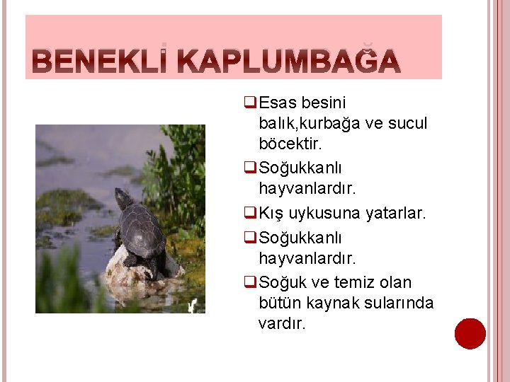 BENEKLİ KAPLUMBAĞA q. Esas besini balık, kurbağa ve sucul böcektir. q. Soğukkanlı hayvanlardır. q.