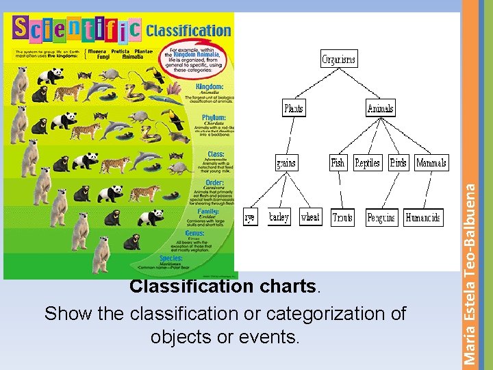 Maria Estela Teo-Balbuena Classification charts. Show the classification or categorization of objects or events.