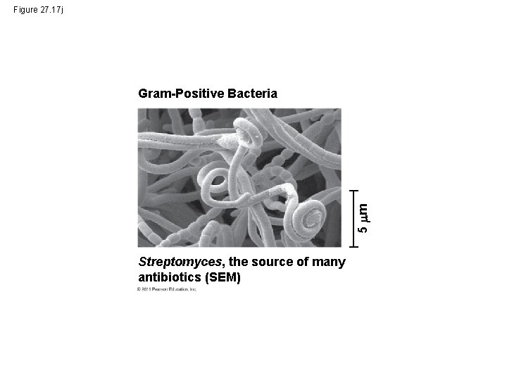 Figure 27. 17 j 5 m Gram-Positive Bacteria Streptomyces, the source of many antibiotics